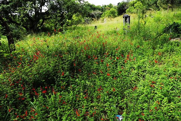 A densely covered ground space within a woodland area displaying many red flowers dispersed amongst the flora.